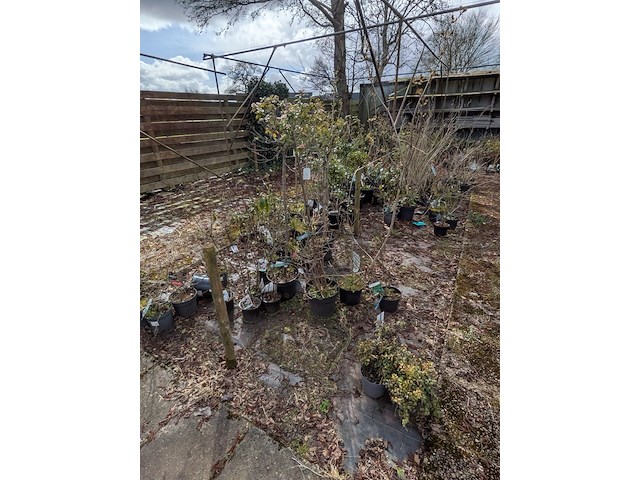Partij planten en bomen in pot - afbeelding 23 van  29