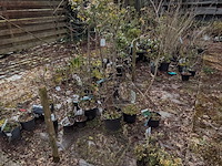 Partij planten en bomen in pot - afbeelding 23 van  29