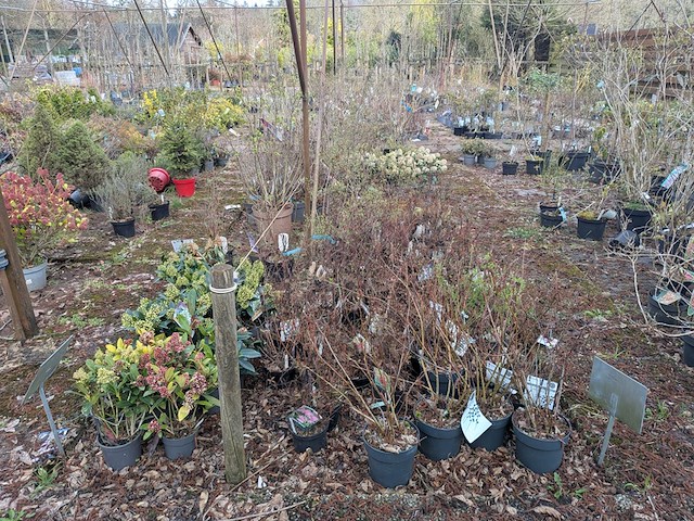 Partij planten en bomen in pot - afbeelding 24 van  29