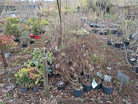 Partij planten en bomen in pot - afbeelding 24 van  29