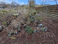 Partij planten en bomen in pot - afbeelding 25 van  29
