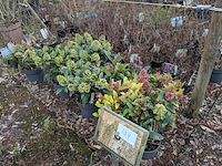 Partij planten en bomen in pot - afbeelding 26 van  29