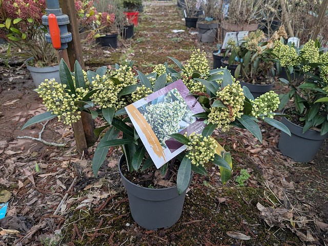 Partij planten en bomen in pot - afbeelding 27 van  29