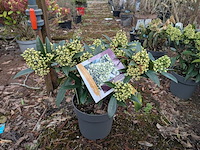 Partij planten en bomen in pot - afbeelding 27 van  29