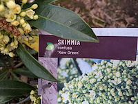 Partij planten en bomen in pot - afbeelding 28 van  29