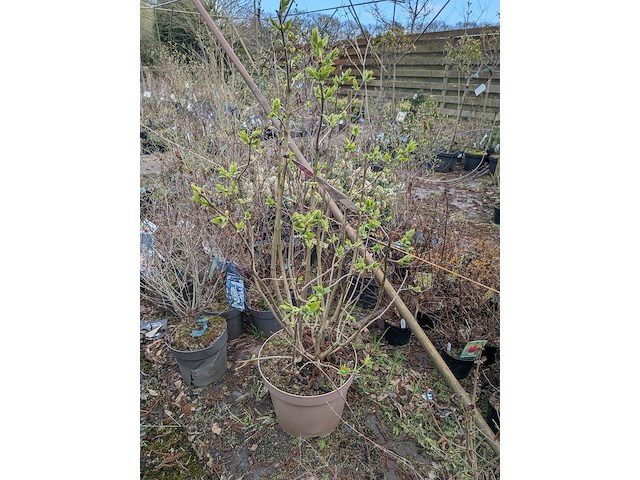 Partij planten en bomen in pot - afbeelding 29 van  29