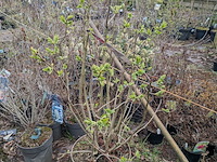 Partij planten en bomen in pot - afbeelding 29 van  29