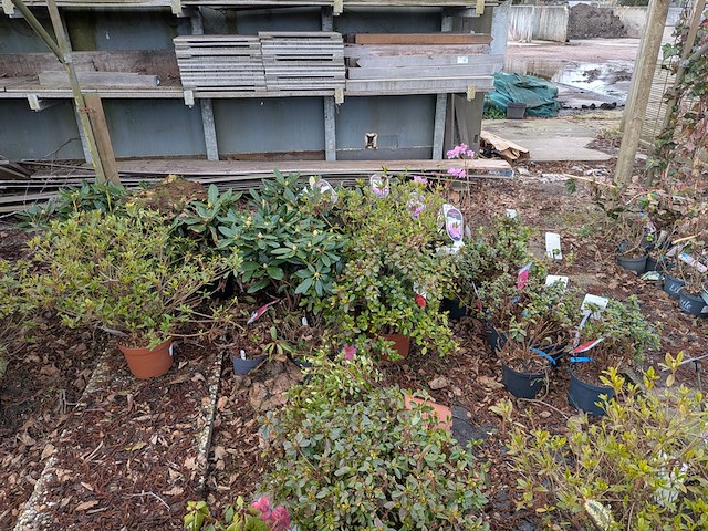 Partij planten en bomen in pot - afbeelding 2 van  35