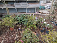 Partij planten en bomen in pot - afbeelding 2 van  35