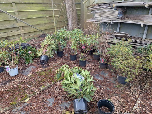 Partij planten en bomen in pot - afbeelding 3 van  35