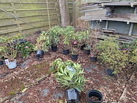 Partij planten en bomen in pot - afbeelding 3 van  35