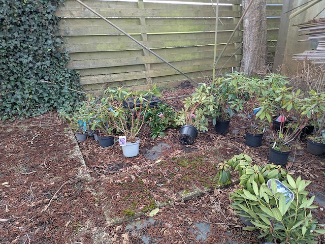 Partij planten en bomen in pot - afbeelding 4 van  35