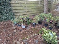 Partij planten en bomen in pot - afbeelding 4 van  35