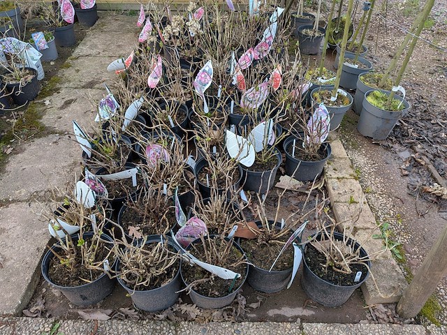 Partij planten en bomen in pot - afbeelding 5 van  35