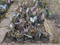 Partij planten en bomen in pot - afbeelding 5 van  35