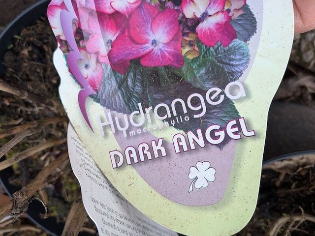 Partij planten en bomen in pot - afbeelding 6 van  35