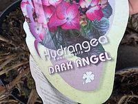 Partij planten en bomen in pot - afbeelding 6 van  35