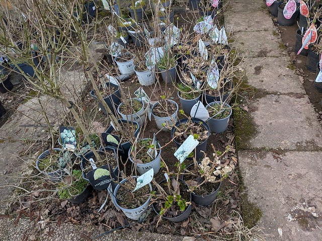 Partij planten en bomen in pot - afbeelding 7 van  35