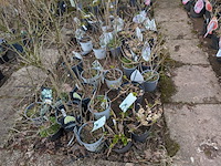 Partij planten en bomen in pot - afbeelding 7 van  35