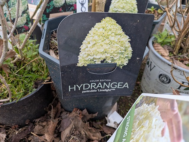 Partij planten en bomen in pot - afbeelding 8 van  35