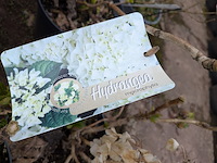 Partij planten en bomen in pot - afbeelding 9 van  35