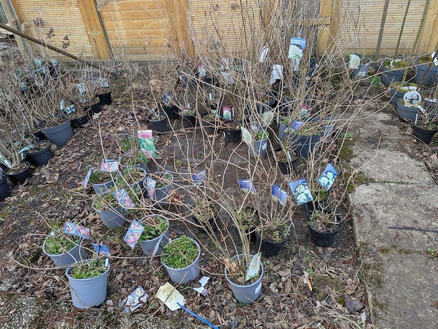 Partij planten en bomen in pot - afbeelding 10 van  35