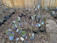 Partij planten en bomen in pot - afbeelding 10 van  35