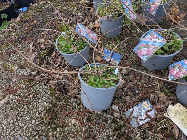 Partij planten en bomen in pot - afbeelding 11 van  35