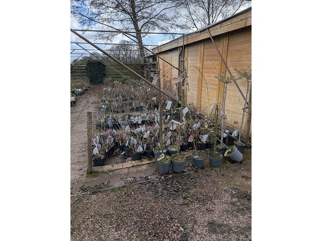 Partij planten en bomen in pot - afbeelding 1 van  35