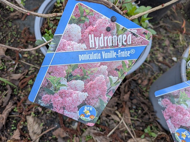 Partij planten en bomen in pot - afbeelding 13 van  35