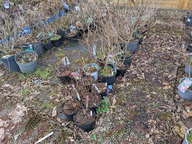 Partij planten en bomen in pot - afbeelding 14 van  35