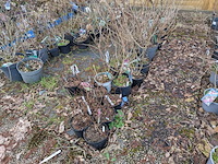 Partij planten en bomen in pot - afbeelding 14 van  35