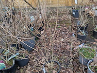 Partij planten en bomen in pot - afbeelding 15 van  35