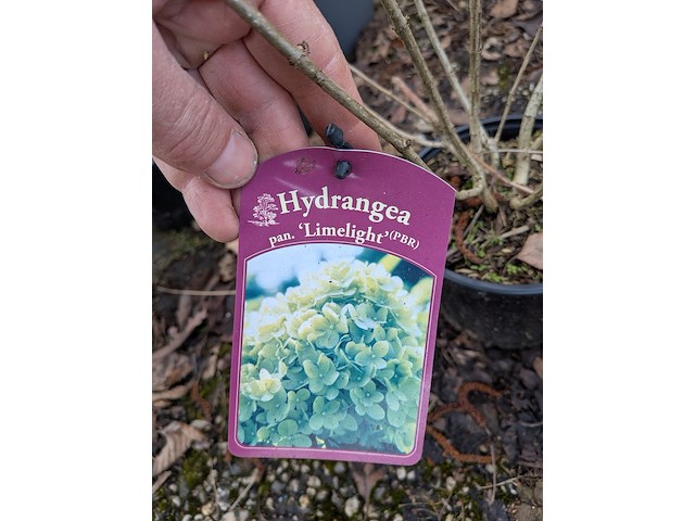 Partij planten en bomen in pot - afbeelding 16 van  35