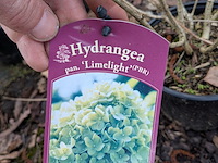 Partij planten en bomen in pot - afbeelding 16 van  35