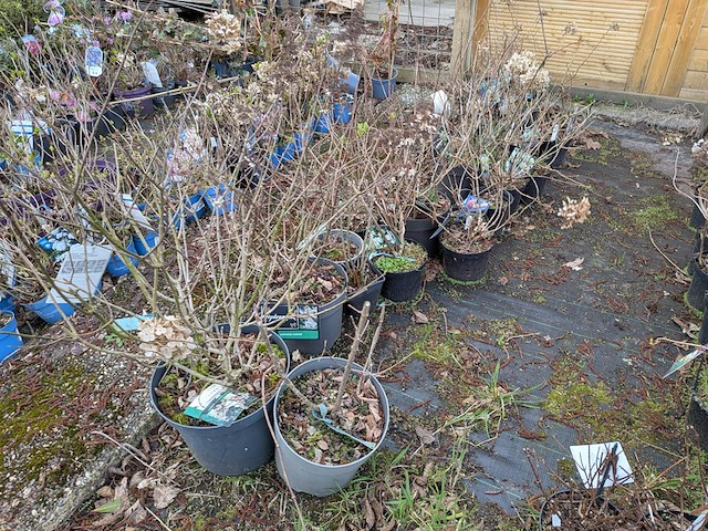 Partij planten en bomen in pot - afbeelding 17 van  35
