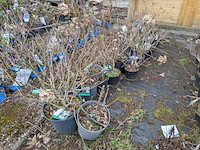 Partij planten en bomen in pot - afbeelding 17 van  35