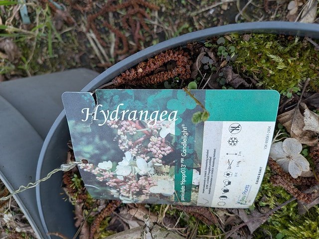 Partij planten en bomen in pot - afbeelding 18 van  35