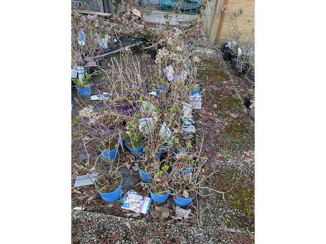 Partij planten en bomen in pot - afbeelding 19 van  35