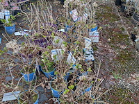 Partij planten en bomen in pot - afbeelding 19 van  35