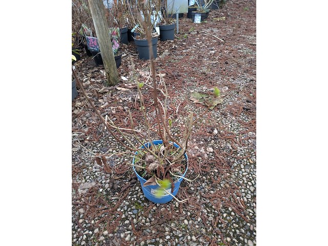 Partij planten en bomen in pot - afbeelding 20 van  35