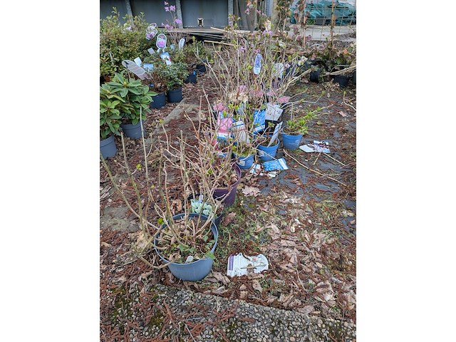 Partij planten en bomen in pot - afbeelding 21 van  35