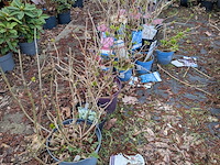 Partij planten en bomen in pot - afbeelding 21 van  35