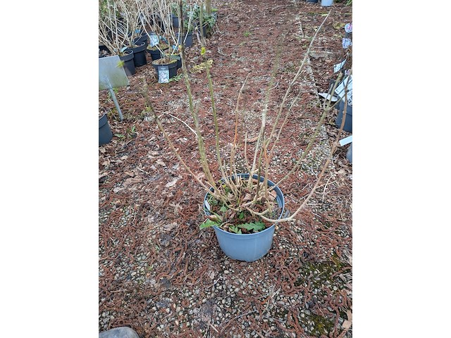 Partij planten en bomen in pot - afbeelding 22 van  35