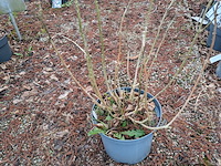 Partij planten en bomen in pot - afbeelding 22 van  35