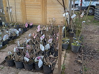 Partij planten en bomen in pot - afbeelding 12 van  35