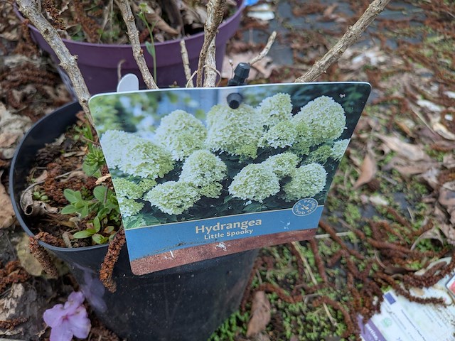 Partij planten en bomen in pot - afbeelding 24 van  35