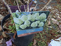 Partij planten en bomen in pot - afbeelding 24 van  35