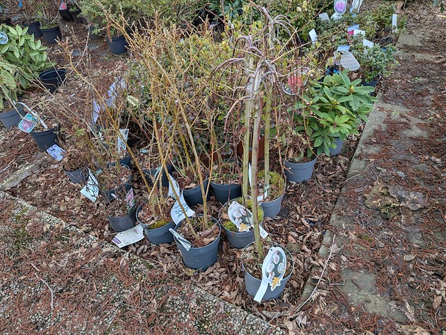 Partij planten en bomen in pot - afbeelding 25 van  35