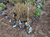 Partij planten en bomen in pot - afbeelding 25 van  35